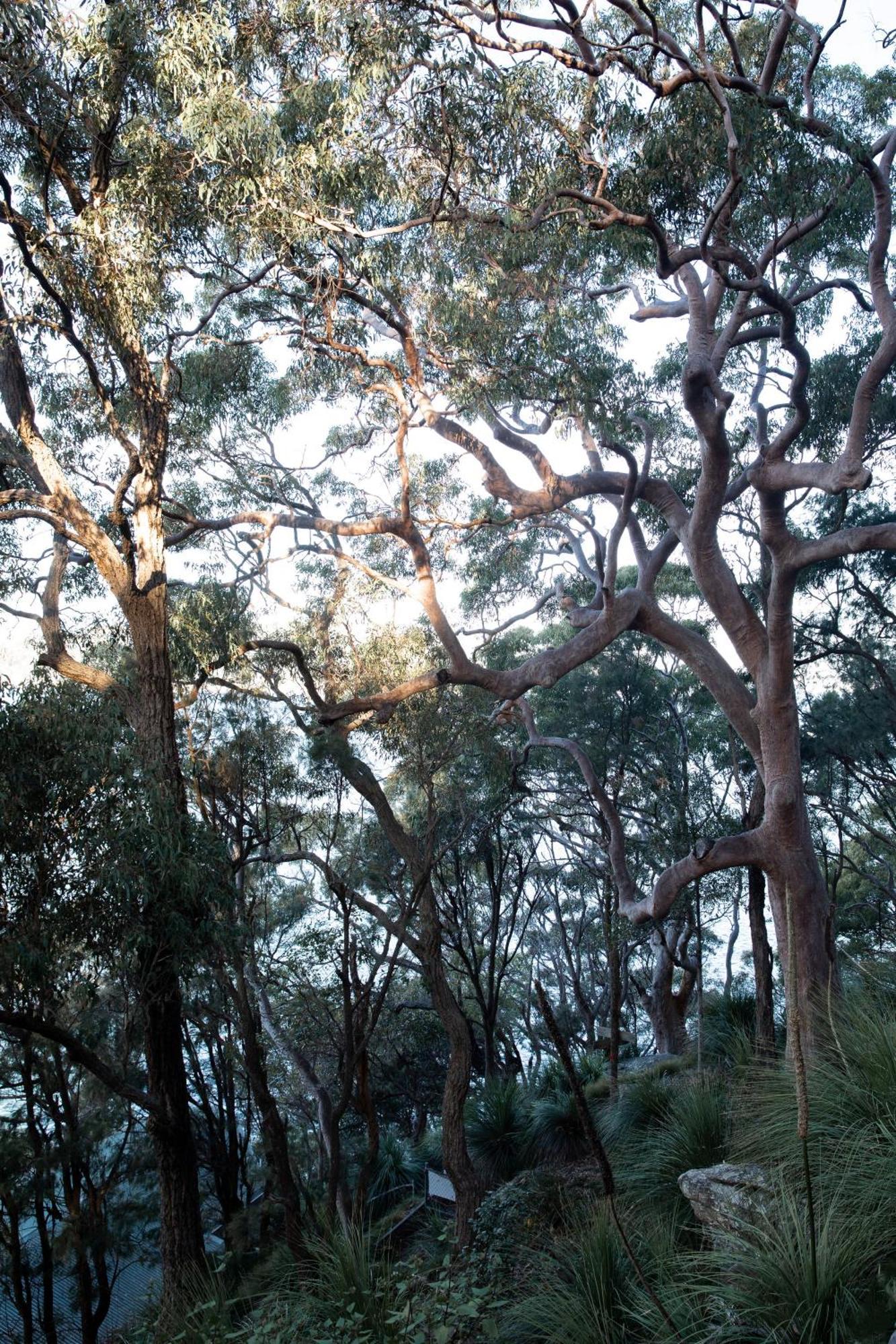 Cape Mackerel Cabin With Magic Palm Beach & Pittwater Views Villa Great Mackerel Beach Luaran gambar